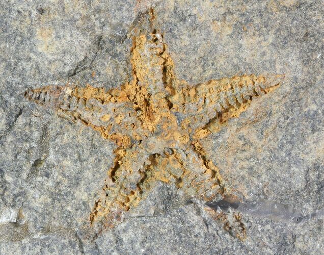 Ordovician Starfish (Petraster?) Fossil - Morocco #46463